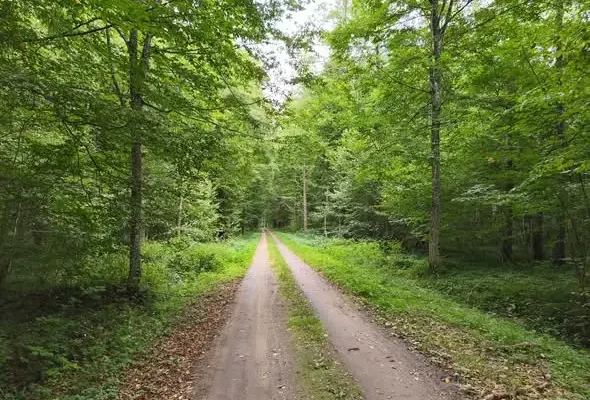 Ciepły weekend w Puszczy Białowieskiej przed nadejściem jesieni