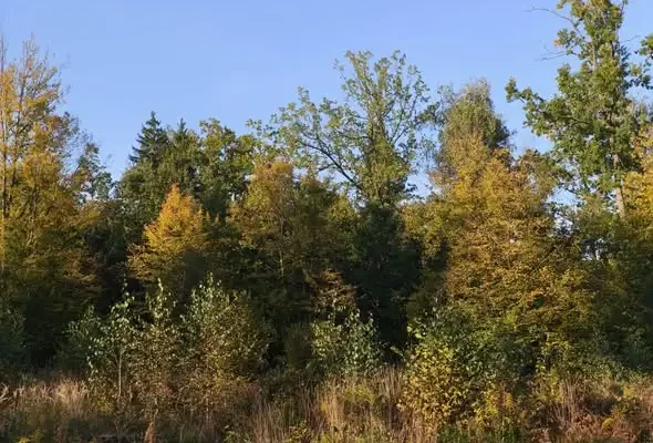 Puszcza Białowieska: nadchodzi ochłodzenie i silny wiatr
