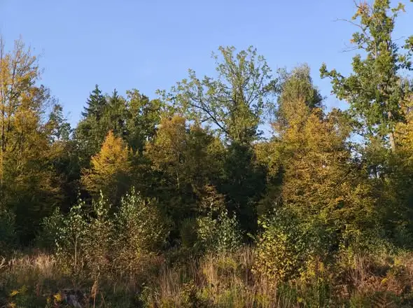 Puszcza Białowieska: nadchodzi ochłodzenie i silny wiatr