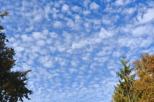 Altocumulus – malownicze „baranki” nad Puszczą Białowieską