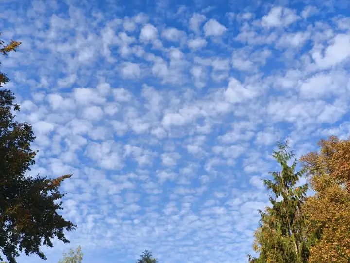 Altocumulus – malownicze „baranki” nad Puszczą Białowieską